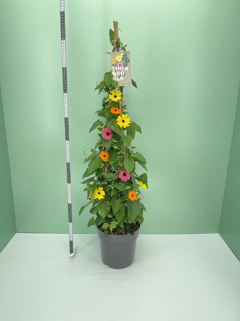 Thunbergia alata multicolor piramide 21