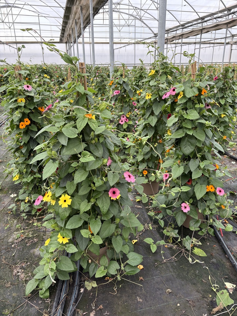 Thunbergia alata multicolor piramide 21