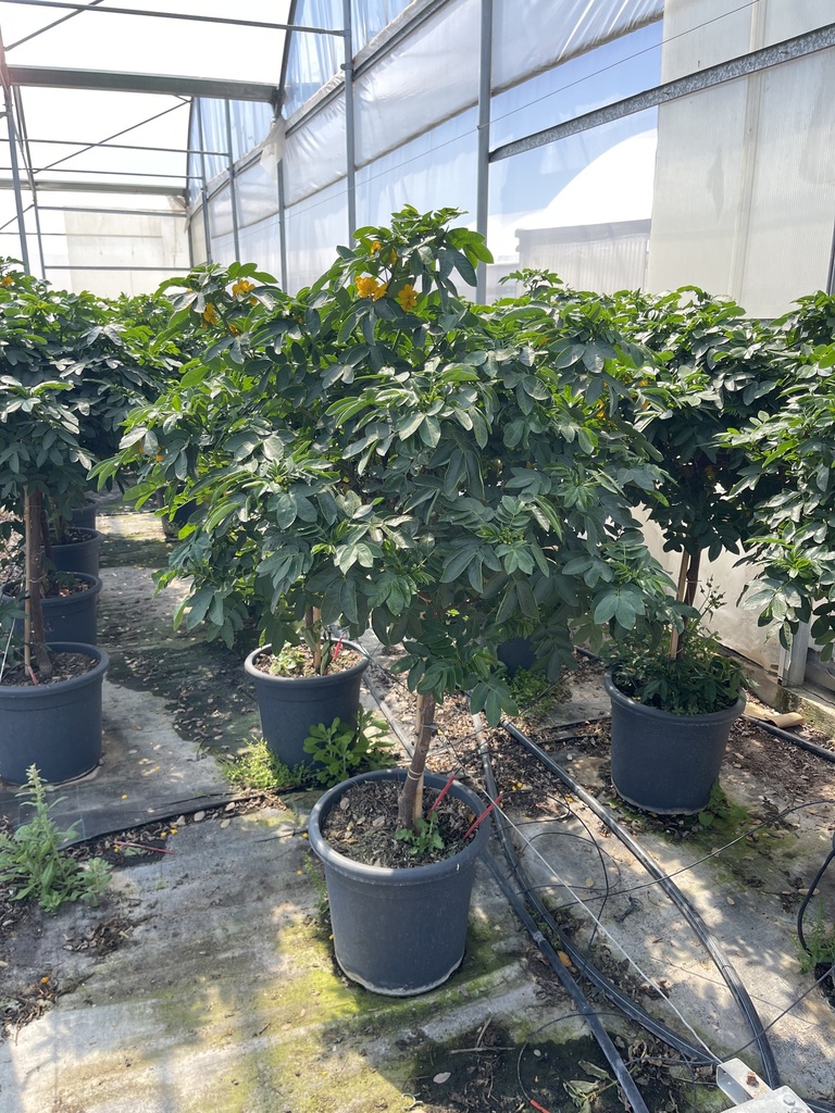 Cassia corymbosa alberello 33