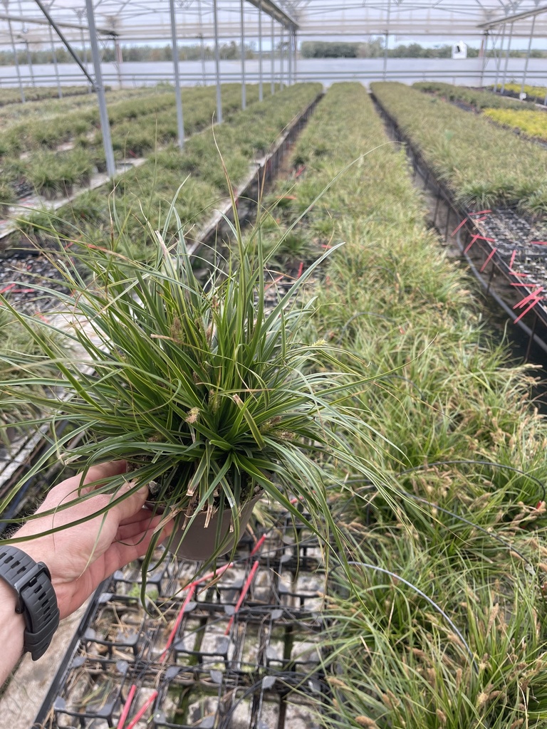 Carex osh. EverColor Everlime Topf 14