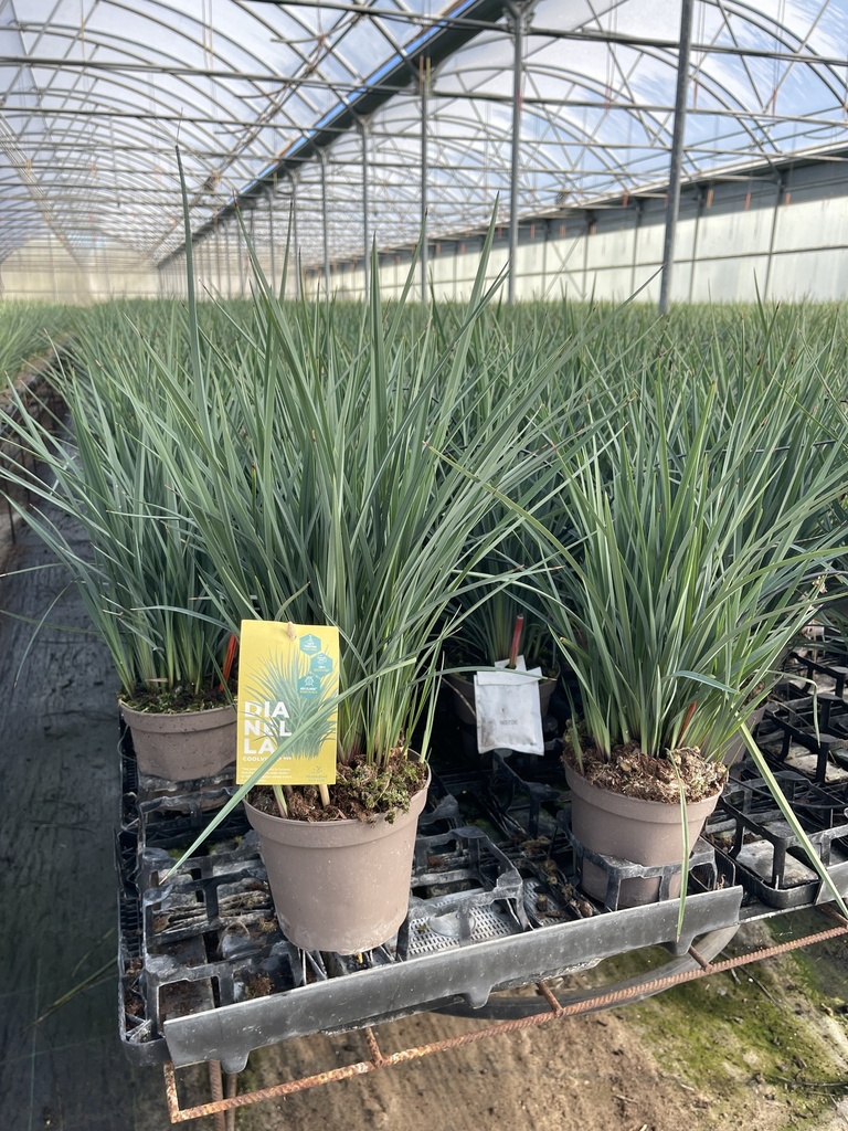 Dianella revoluta Coolvista vaso 14