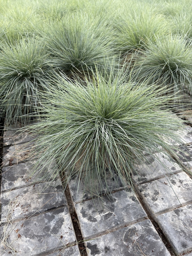 Festuca glauca Elijah Blue Topf 14