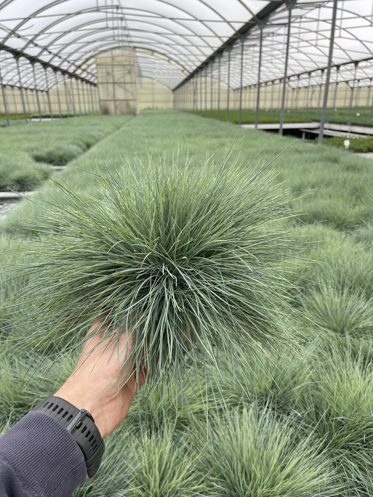 Festuca glauca Elijah Blue Topf 14