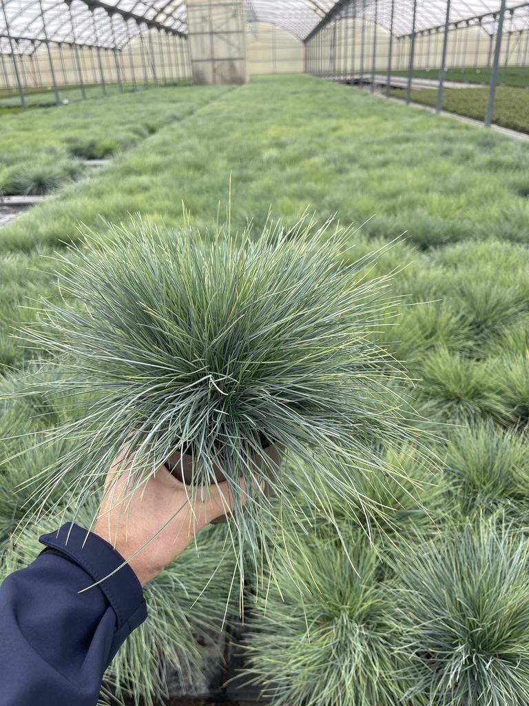 Festuca glauca Elijah Blue pot 14
