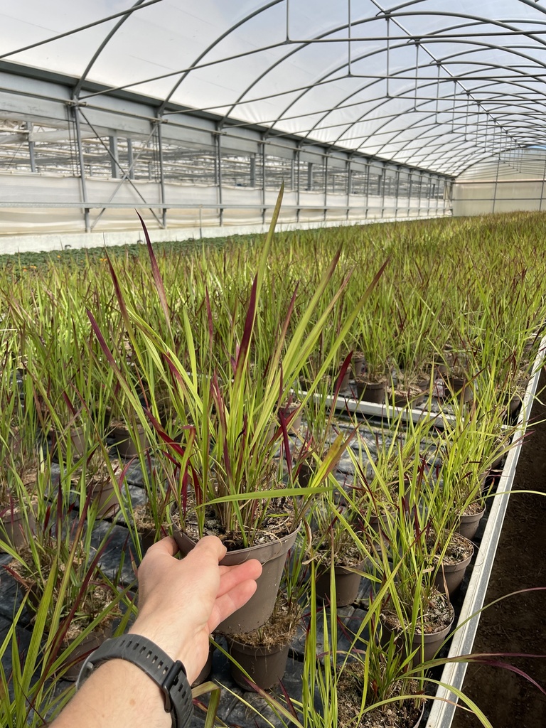 Imperata cylindrica Red Baron Topf 14