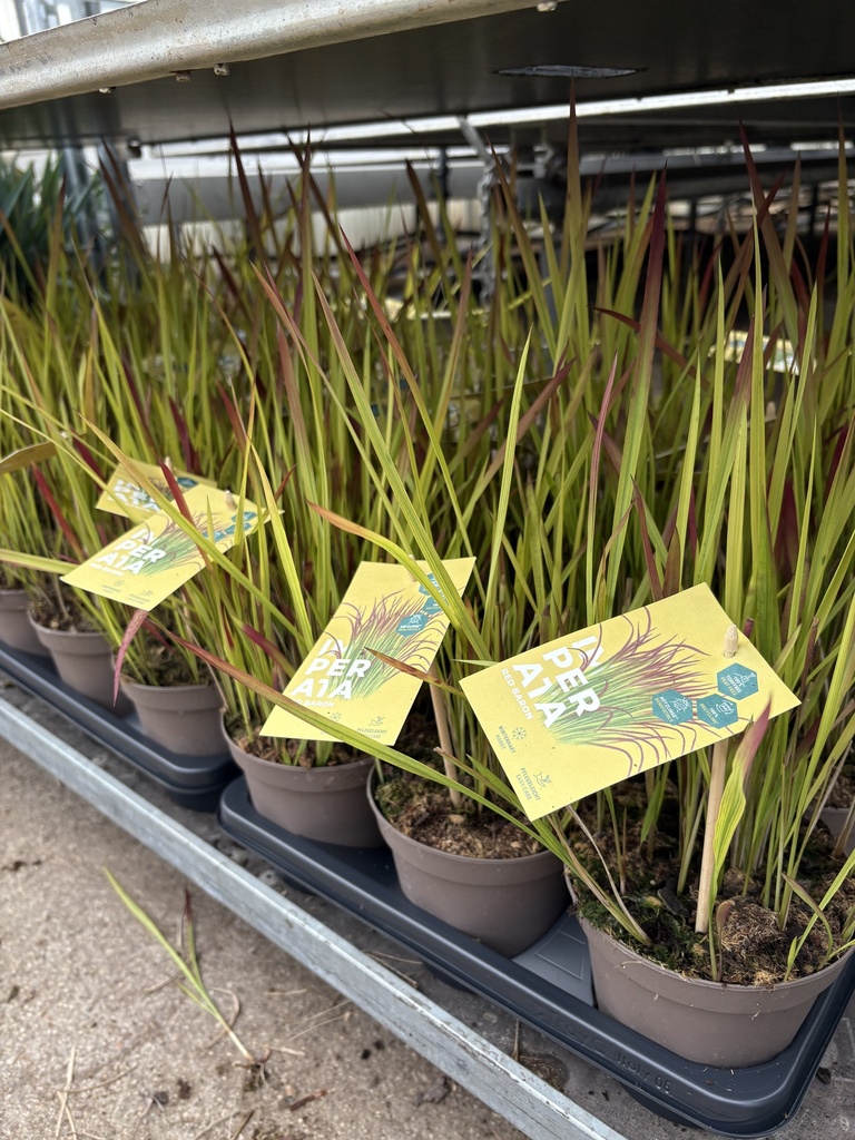Imperata cylindrica Red Baron vaso 14
