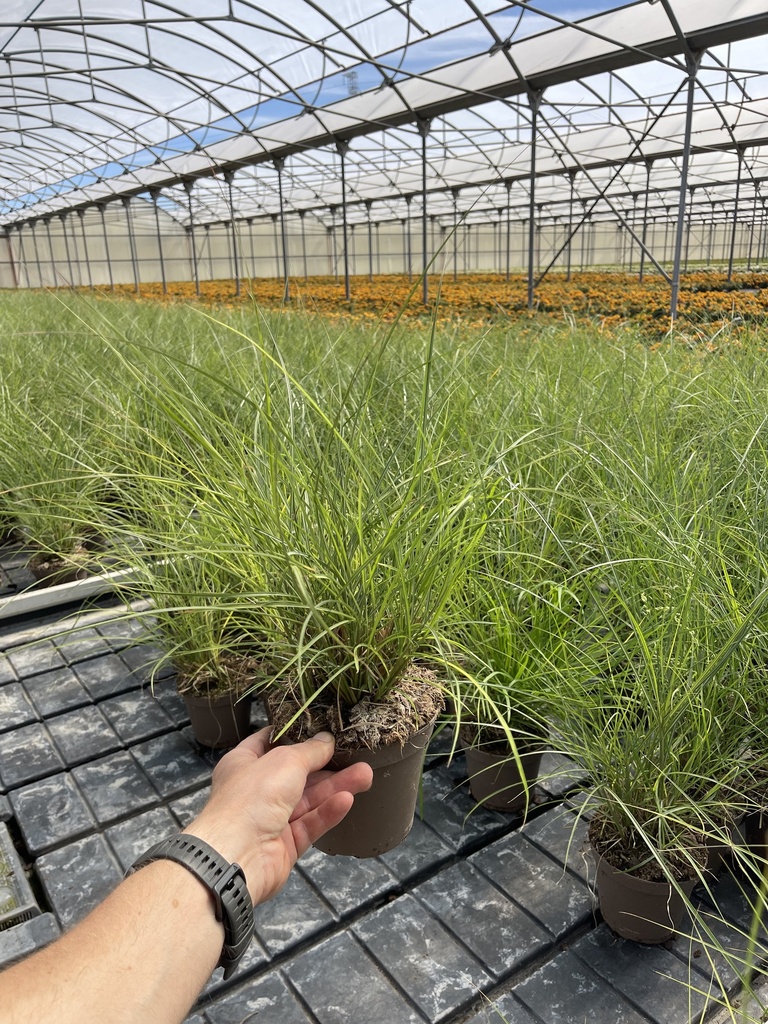 Miscanthus sin. Red Chief vaso 14
