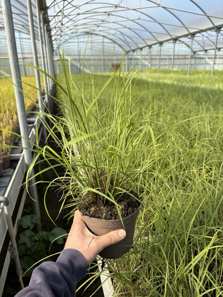 Miscanthus sin. Red Chief vaso 14