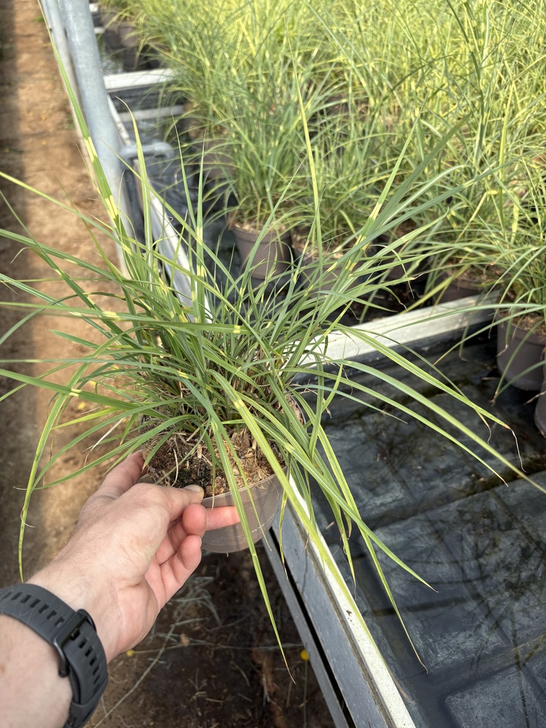 Miscanthus sin. Strictus Topf 14