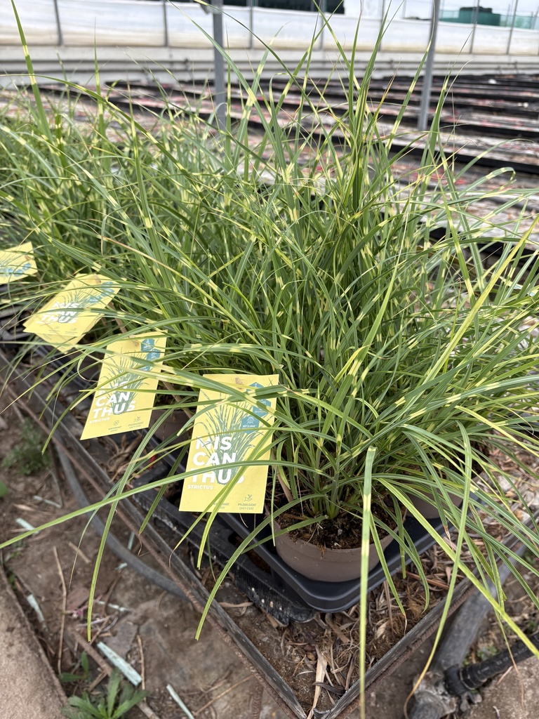 Miscanthus sin. Strictus pot 14