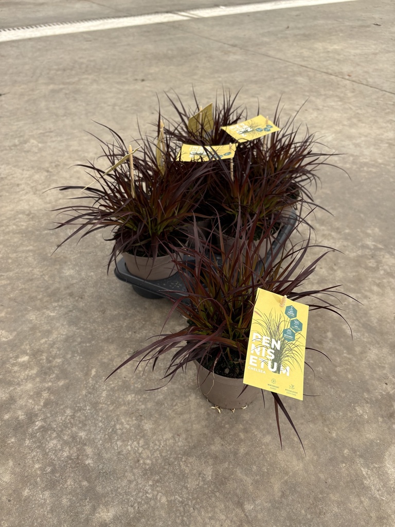 Pennisetum x advena Chelsea Topf 14
