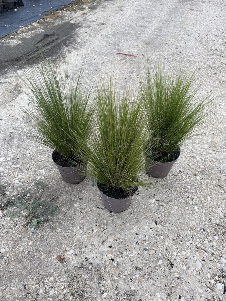 Stipa tenuissima Pony Tails Topf 14