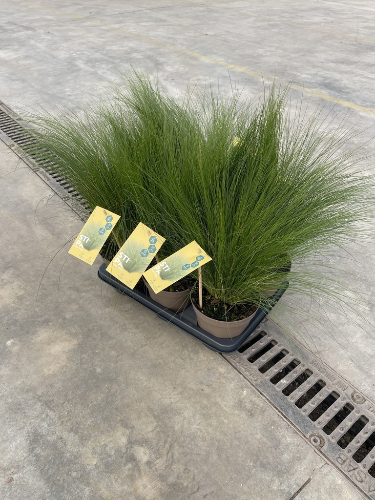 Stipa tenuissima Pony Tails vaso 14