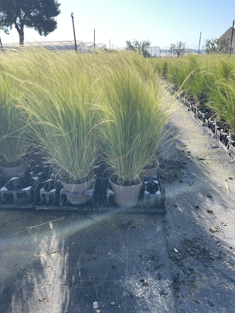 Stipa tenuissima Pony Tails vaso 14
