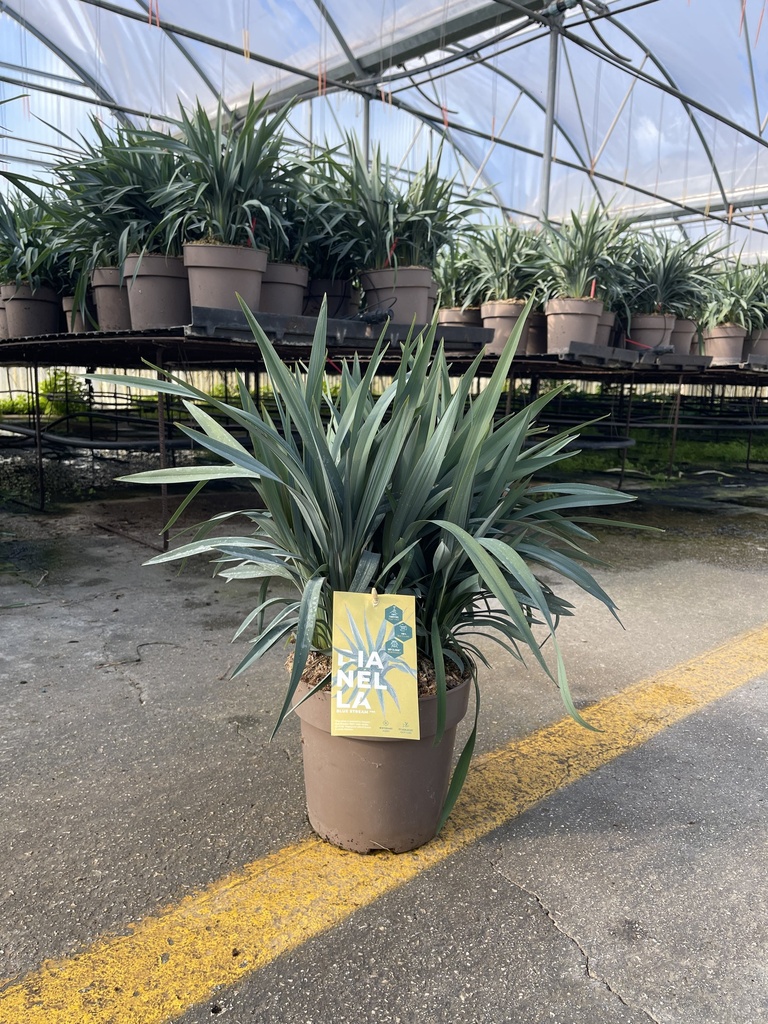 Dianella Blue Stream Topf 21