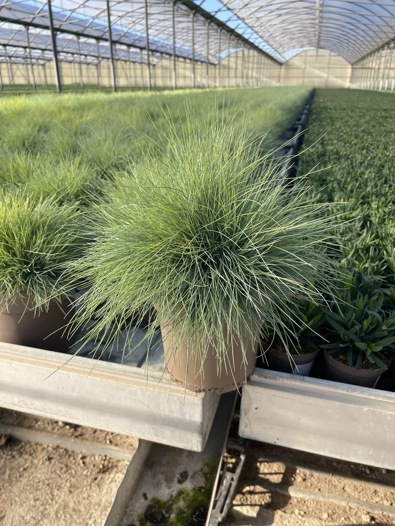 Festuca glauca Elijah Blue Topf 21