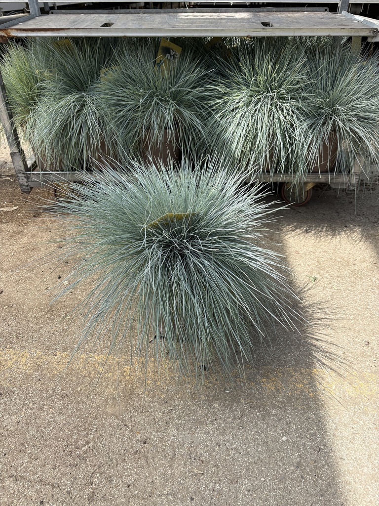 Festuca glauca Elijah Blue vaso 21