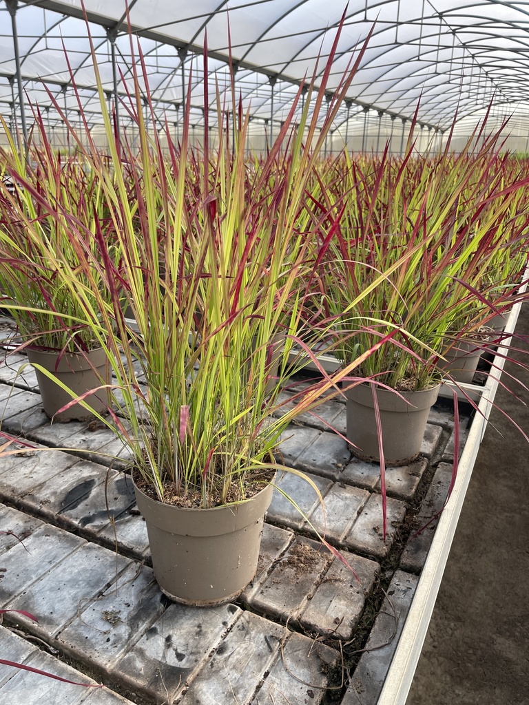 Imperata cylindrica Red Baron Topf 21