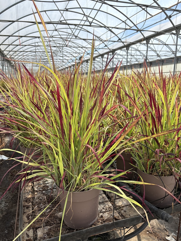 Imperata cylindrica Red Baron Topf 21