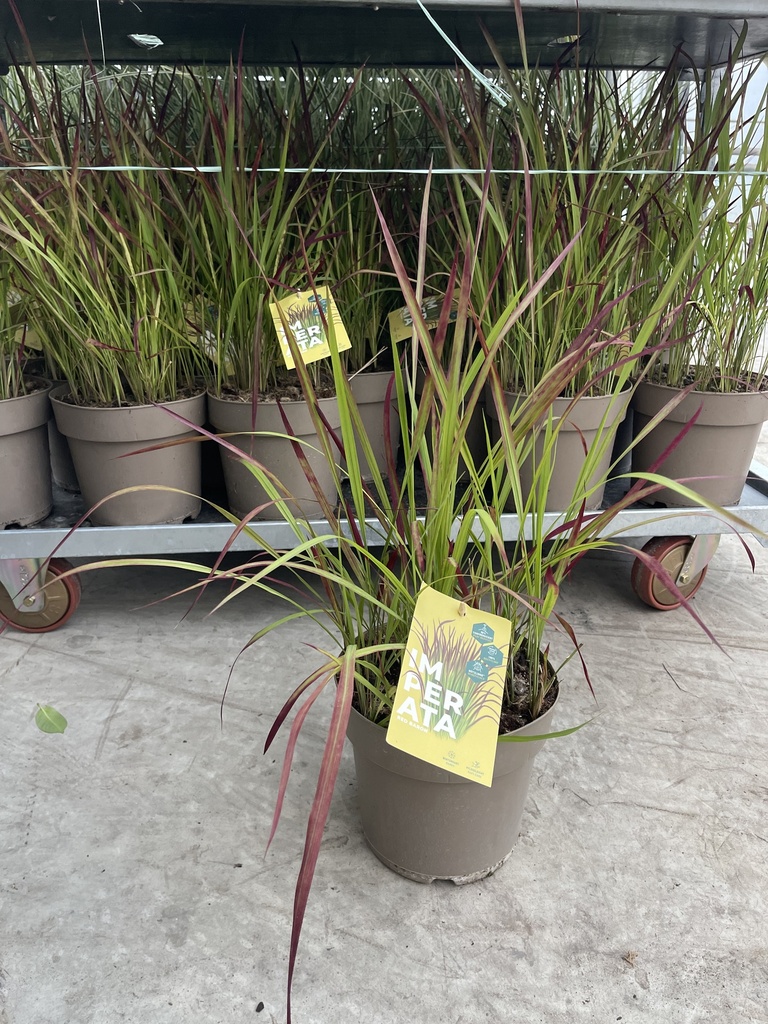Imperata cylindrica Red Baron vaso 21
