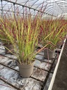 Imperata cylindrica Red Baron Topf 21