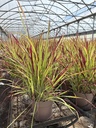 Imperata cylindrica Red Baron pot 21