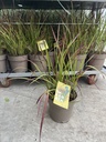 Imperata cylindrica Red Baron vaso 21