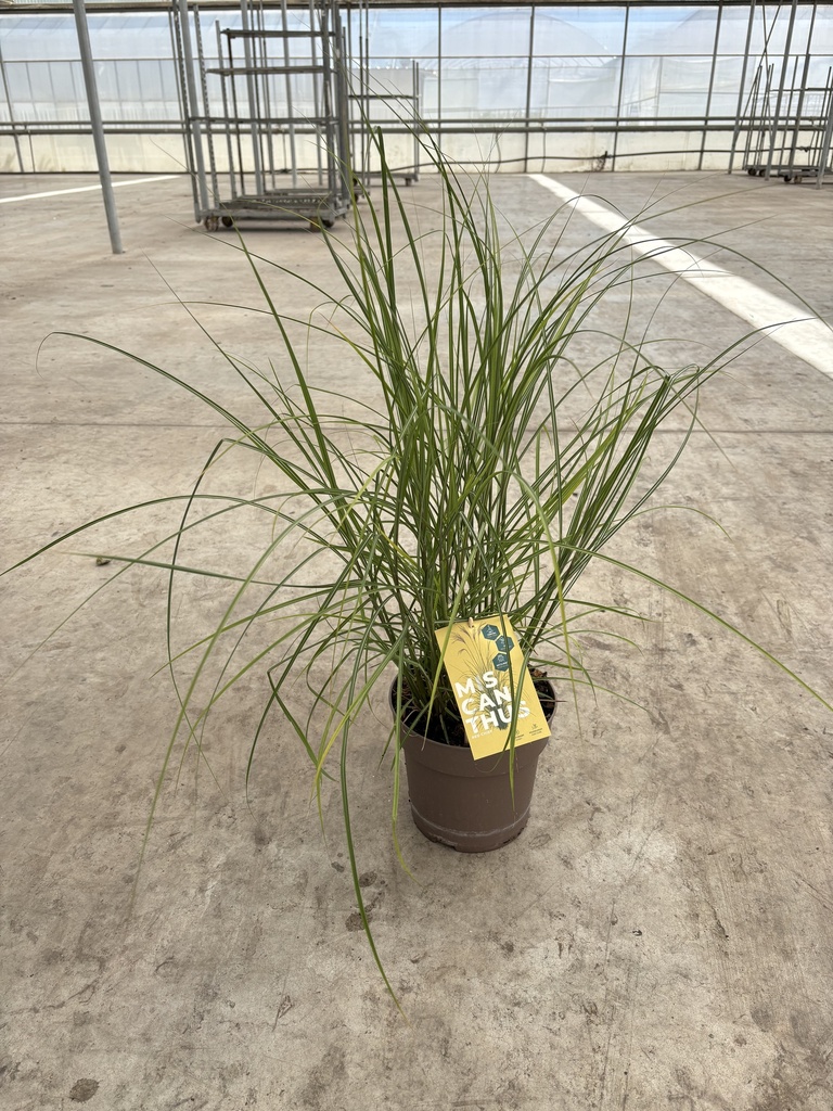 Miscanthus sin. Red Chief Topf 21