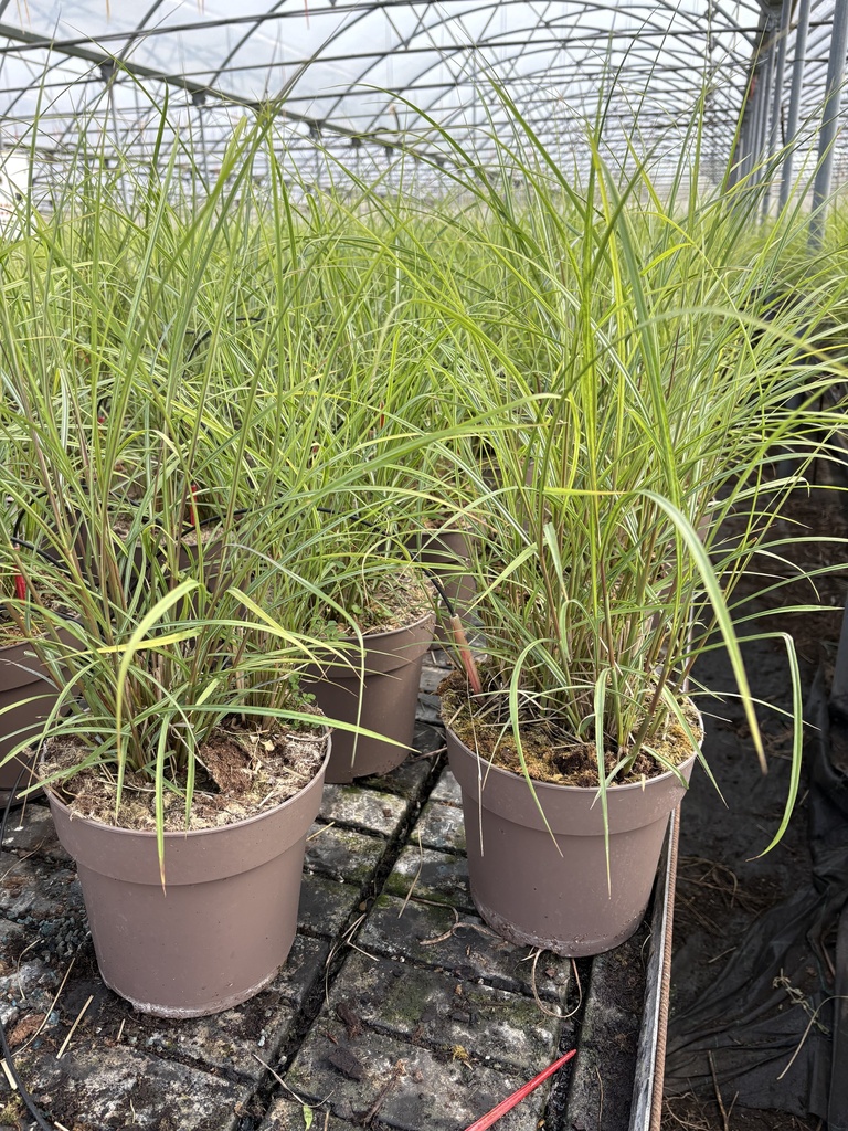 Miscanthus sin. Red Chief vaso 21