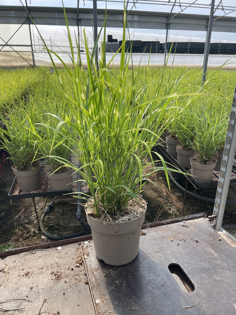 Miscanthus sin. Strictus vaso 21