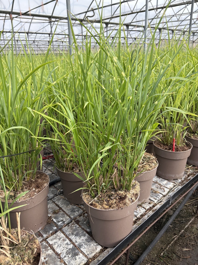 Miscanthus sin. Strictus vaso 21