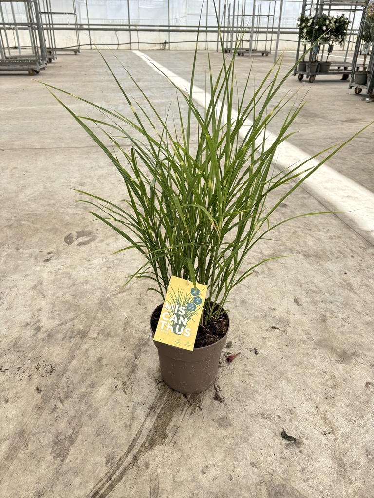 Miscanthus sin. Strictus vaso 21