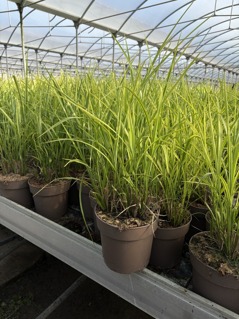 Miscanthus sin. Strictus vaso 21