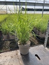 Miscanthus sin. Strictus vaso 21