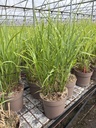Miscanthus sin. Strictus vaso 21