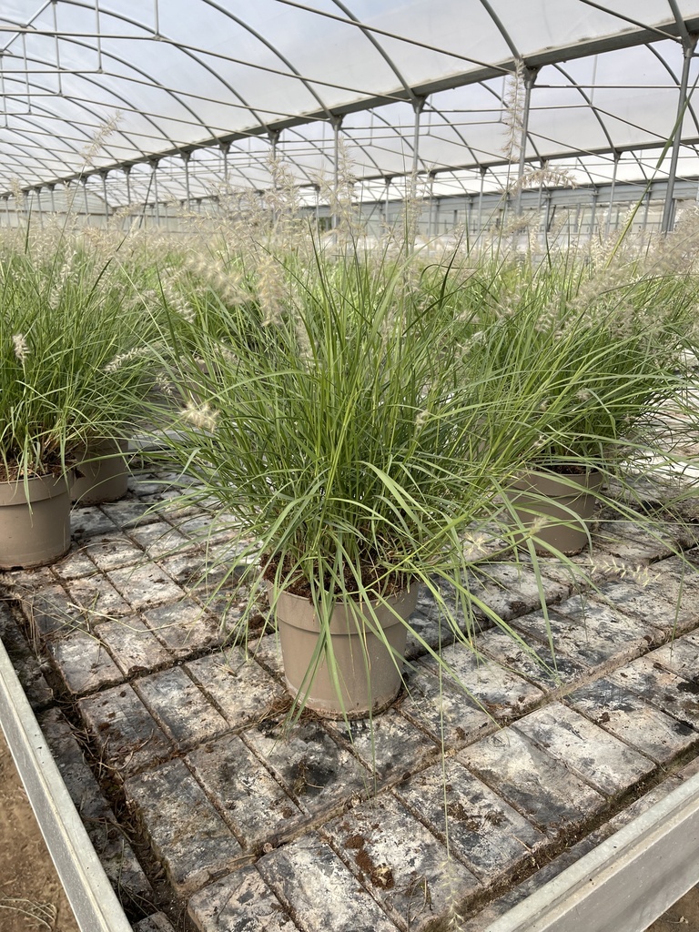 Pennisetum alopecuroides JS Dance with me Topf 21