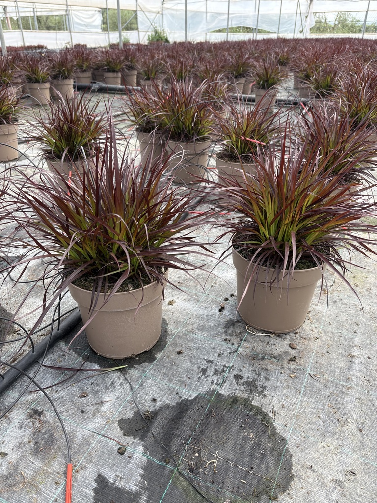 Pennisetum x advena Chelsea Topf 21