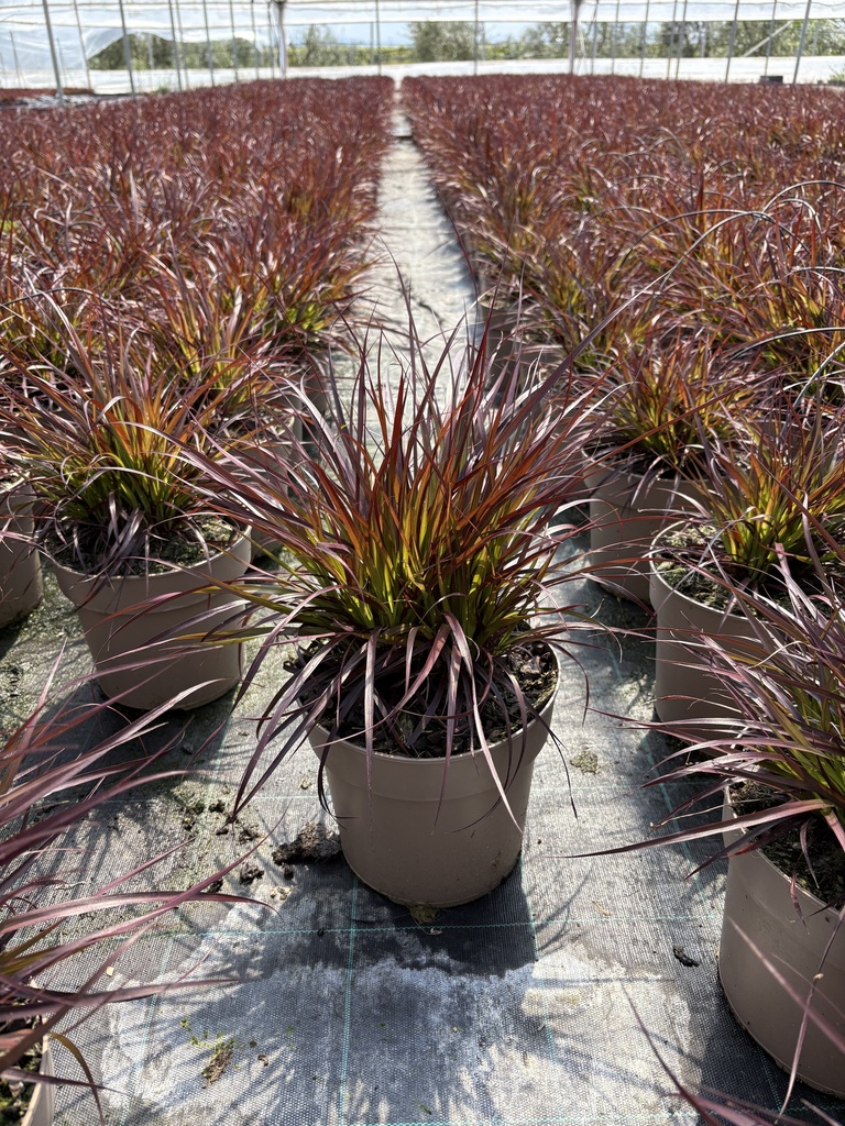 Pennisetum x advena Chelsea vaso 21