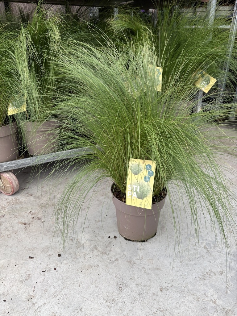 Stipa tenuissima Pony Tails pot 21