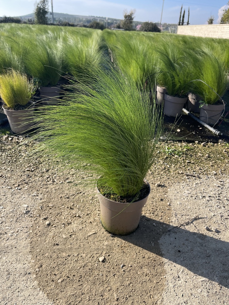 Stipa tenuissima Pony Tails pot 21