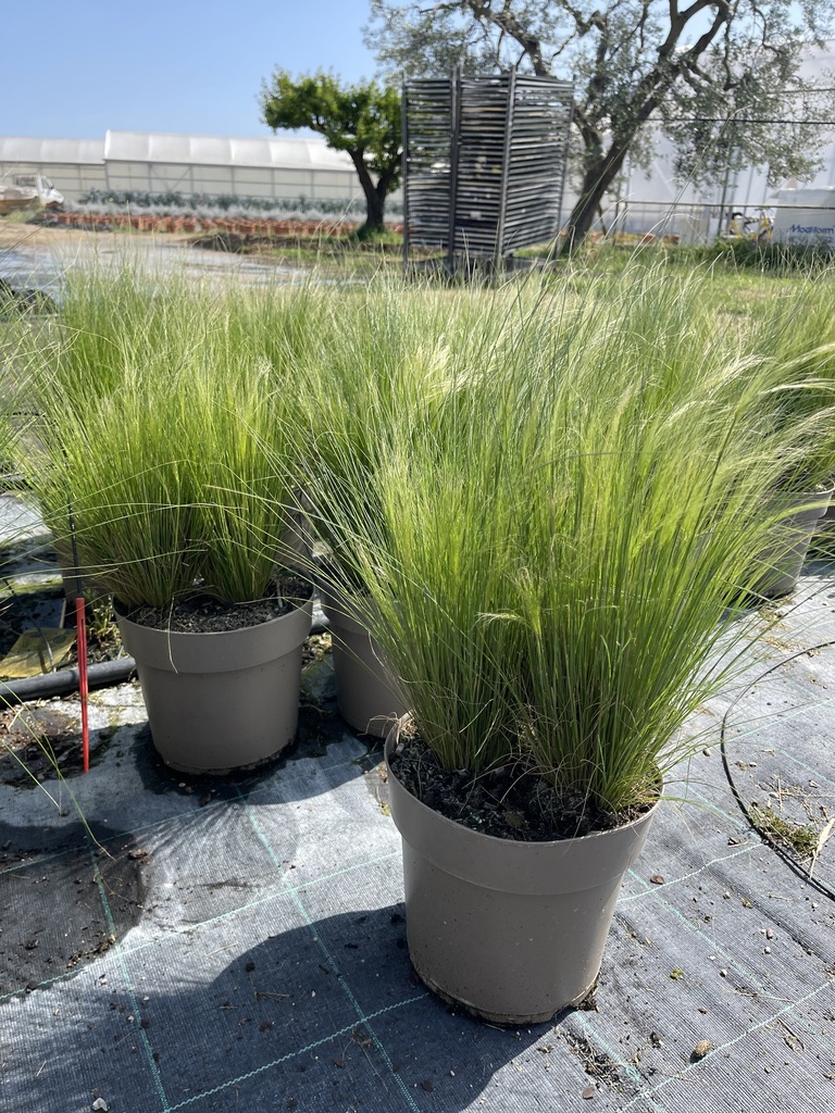 Stipa tenuissima Pony Tails vaso 21