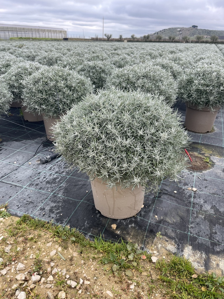 Helichrysum italicum cespuglio 27
