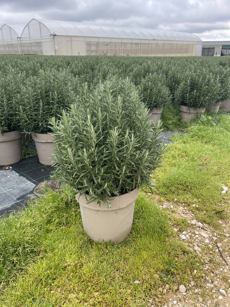Rosmarinus officinalis Erectus Busch 27