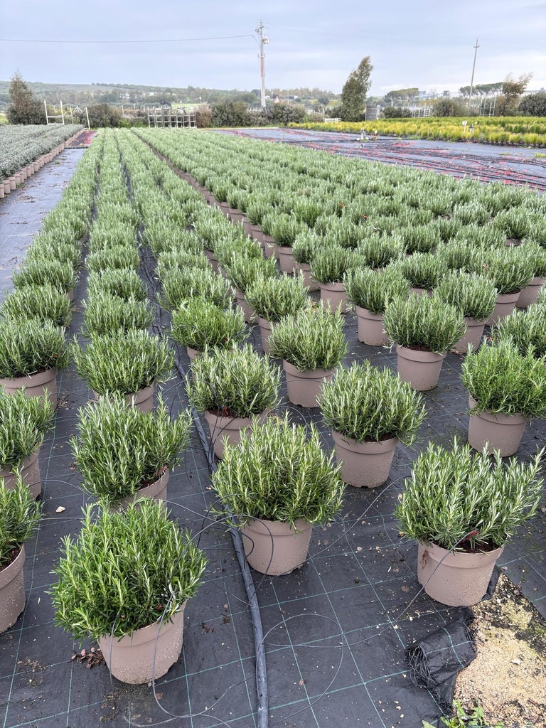 Rosmarinus officinalis Erectus cespuglio 27