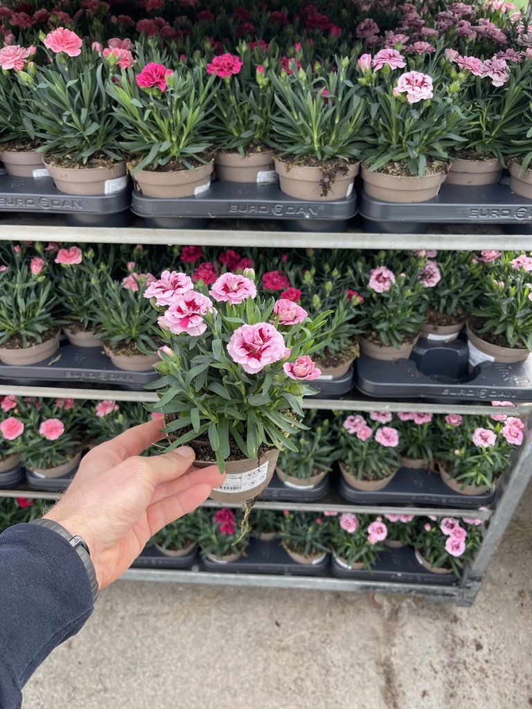 Dianthus Oscar Topf 12