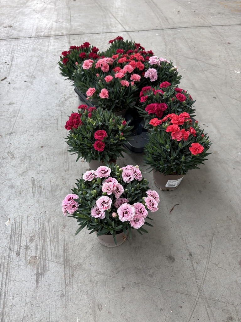 Dianthus Oscar Topf 12