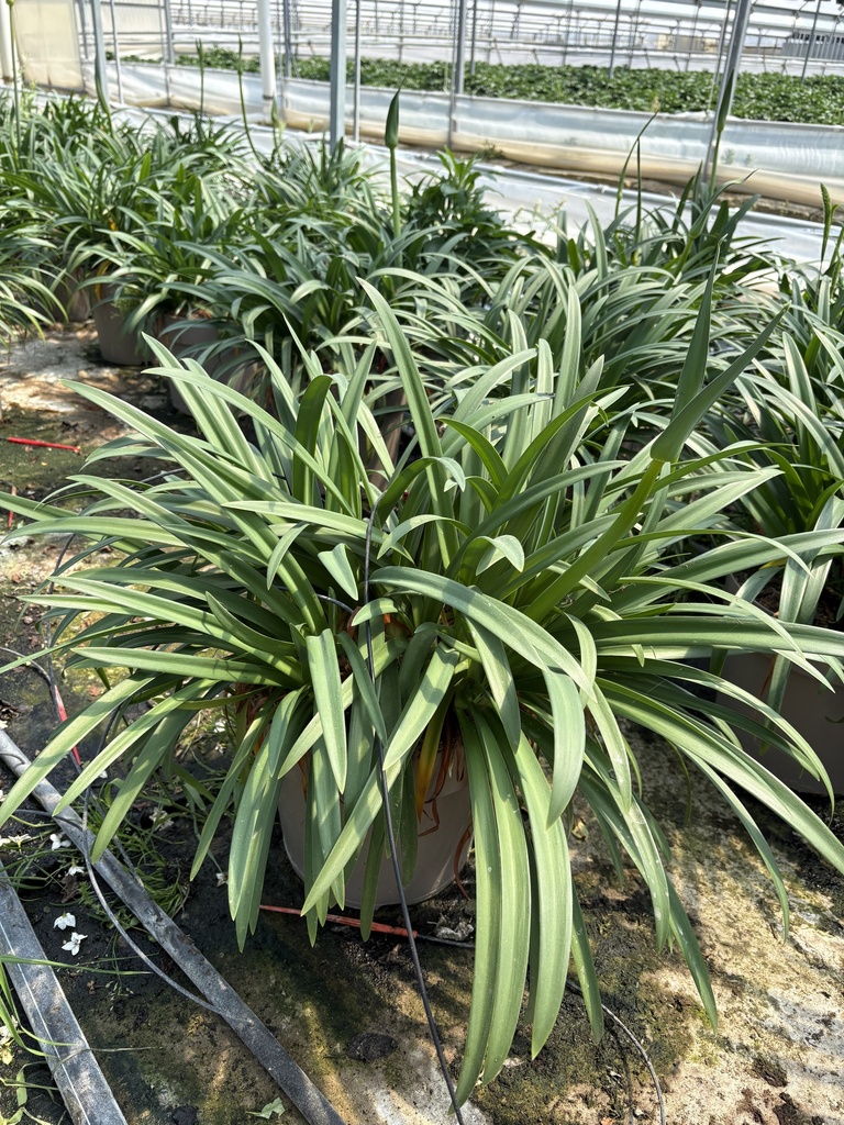 Agapanthus hyb. blu Topf 27