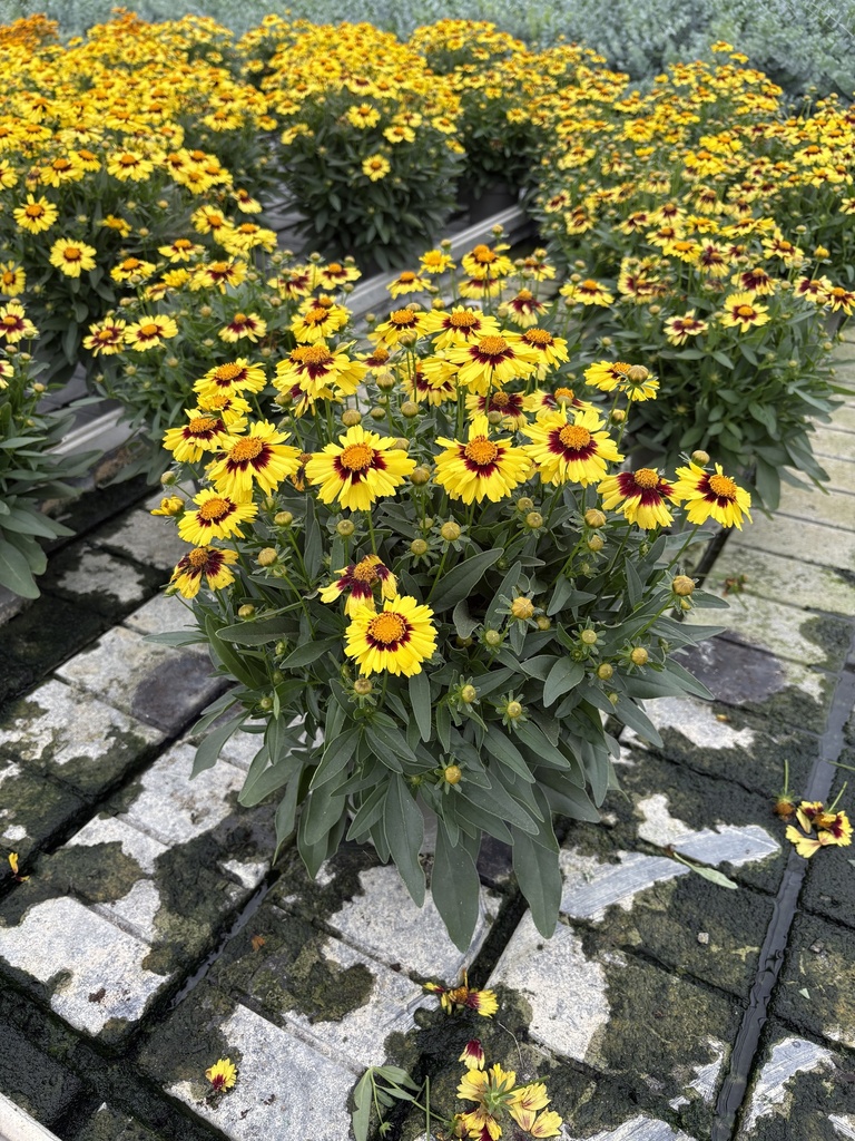 Coreopsis grandiflora bush 17
