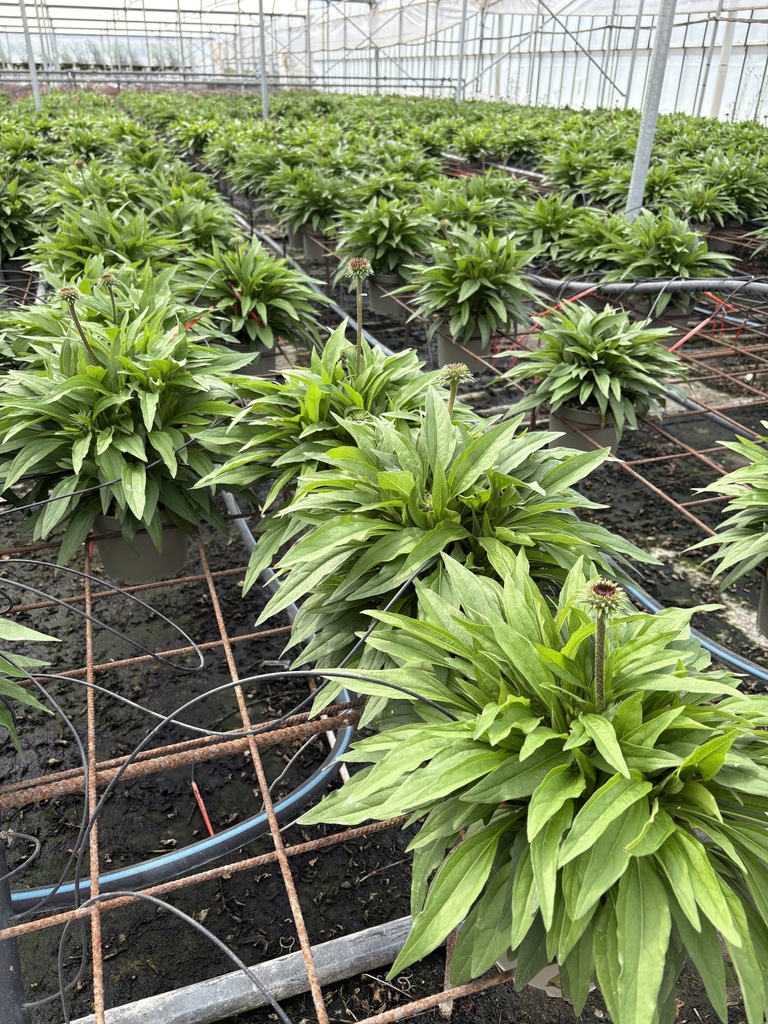 Echinacea purpurea bush 17