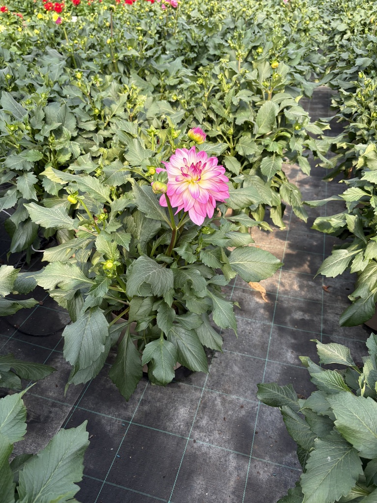 Dahlia hybrid Busch 27